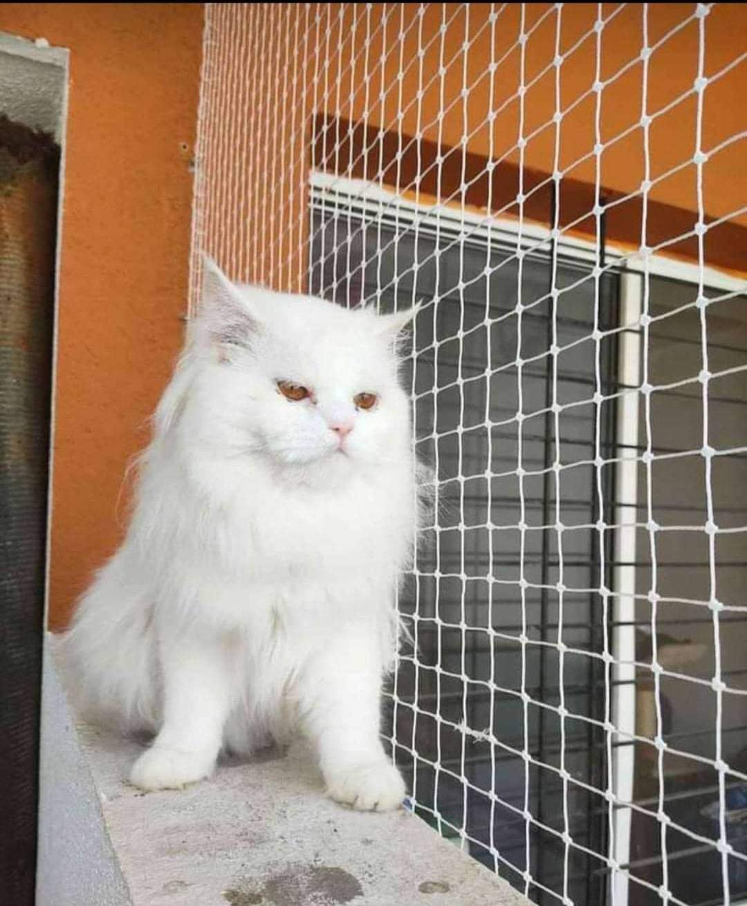 Pet Safety Nets